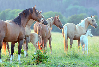 Salix GmbH Oberweißbach - Quarter Horse